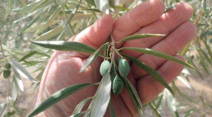 Agroseguro abona 10,4 millones por los siniestros registrados en la última campaña de olivar olivar estrés térmico