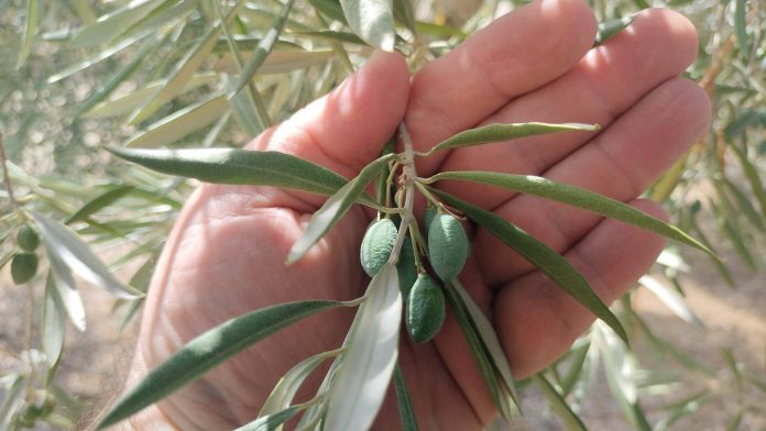 Olivar estrés térmico olivar estrés térmico