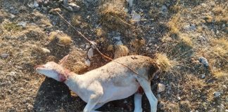 Denuncian el aumento de ataques de zorros al ganado ataques de zorros