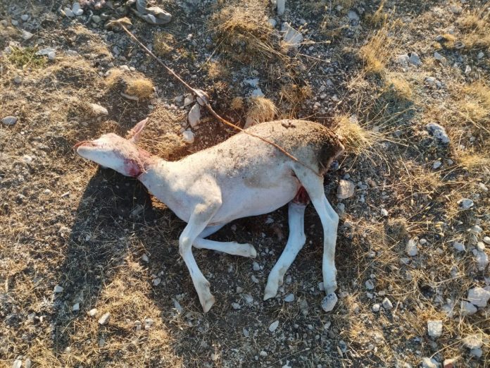 ataques de zorros