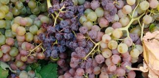La ola de calor mermará notablemente la producción de uva en el Marco de Jerez uvas Jerez