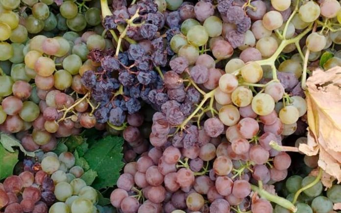 uvas Jerez