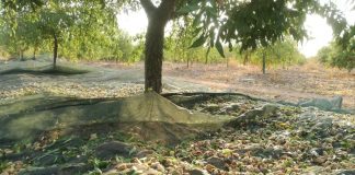 Comienza la recolección de la almendra con una disminución de entre un 15 y un 20 por ciento almendras