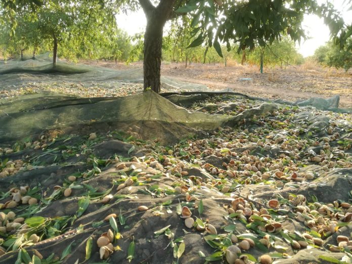 almendras ASAJA almendras