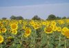 ¿Qué contempla el Pacto de Estado frente a la emergencia climática para agricultura y ganadería? girasoles