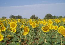 ¿Qué contempla el Pacto de Estado frente a la emergencia climática para agricultura y ganadería? girasoles