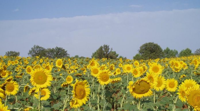 ¿Qué contempla el Pacto de Estado frente a la emergencia climática para agricultura y ganadería? girasoles