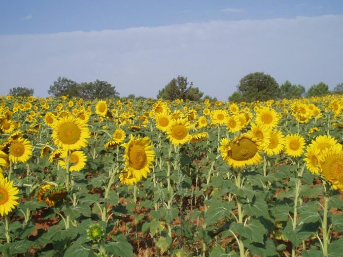 girasoles