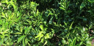 Prevé una disminución de casi el 5 por ciento en la cosecha de cítricos por adversidades climáticas cítricos