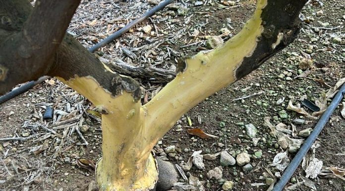 ASAJA Castilla-La Mancha convoca a alcaldes de municipios de La Mancha afectados por la plaga de los conejos daños conejos