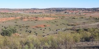 El Gobierno de Castilla-La Mancha aclara que el procedimiento de deslinde de vías pecuarias “nada tiene que ver con un procedimiento expropiatorio” deslindes de vías pecuarias