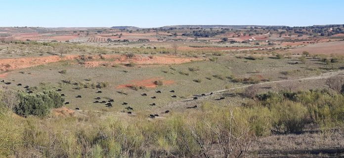 deslindes de vías pecuarias