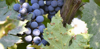 El Ministerio de Agricultura adopta medidas urgentes contra la filoxera de la vid filoxera de la vid