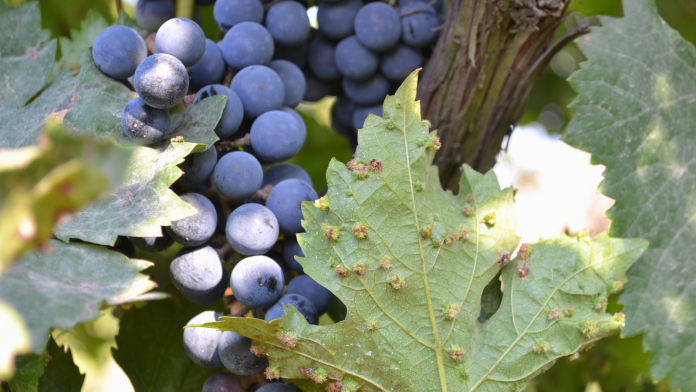 filoxera de la vid filoxera de la vid