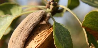 El Ministerio de Agricultura eleva a 19 millones el pago de las ayudas a los productores de frutos de cáscara afectados por la sequía frutos de cáscara