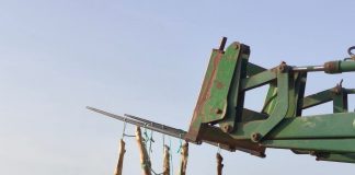 La lengua azul hace estragos en el ganado del Campo de Montiel ganado muerto