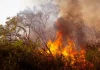 Comienza el pago de las ayudas directas a agricultores y ganaderos afectados por los grandes incendios forestales incendio forestal