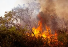 Comienza el pago de las ayudas directas a agricultores y ganaderos afectados por los grandes incendios forestales incendio forestal