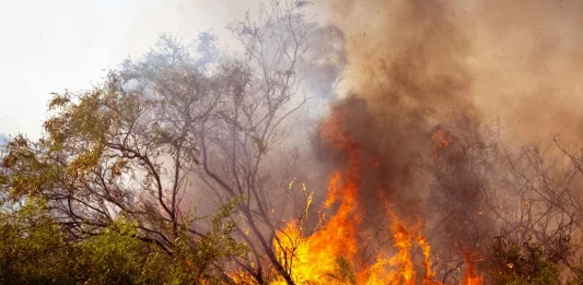 incendio forestal