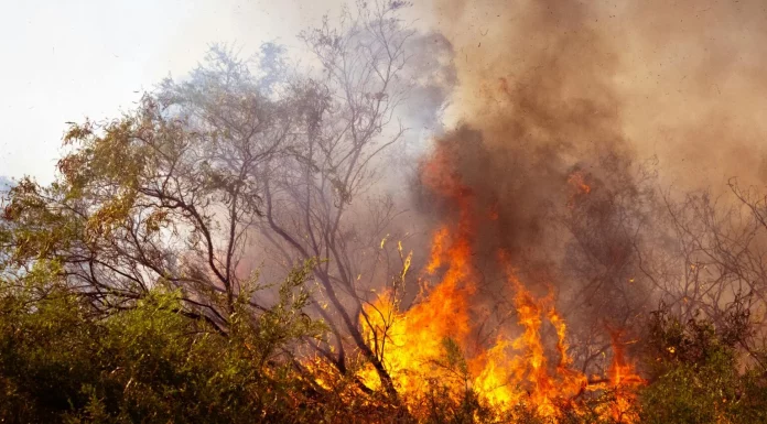 Comienza el pago de las ayudas directas a agricultores y ganaderos afectados por los grandes incendios forestales incendio forestal