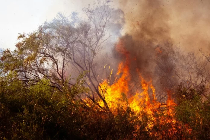 incendio forestal