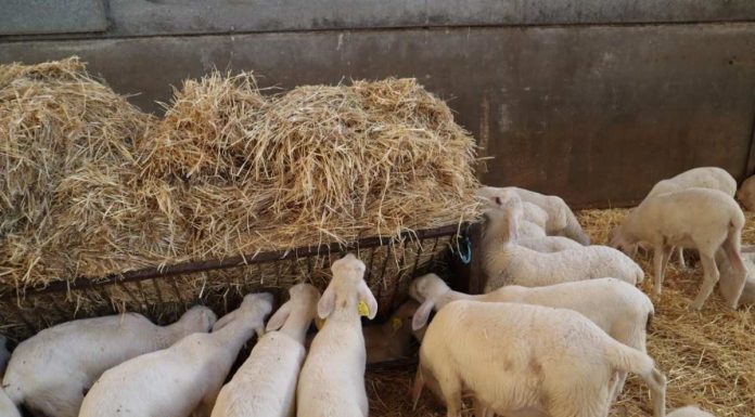 Castilla-La Mancha paga 38 millones de la PAC 2024 a ganaderos de ovino y caprino ovejas