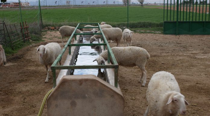 ¿Por qué sigue bajando la producción nacional de leche de ovino y caprino? lengua azul