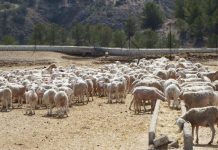 El Gobierno actualiza las medidas frente a la lengua azul: vacunación voluntaria en la Península ovejas