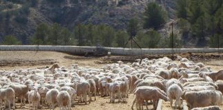 Nuevos focos de lengua azul en varias provincias españolas ovejas