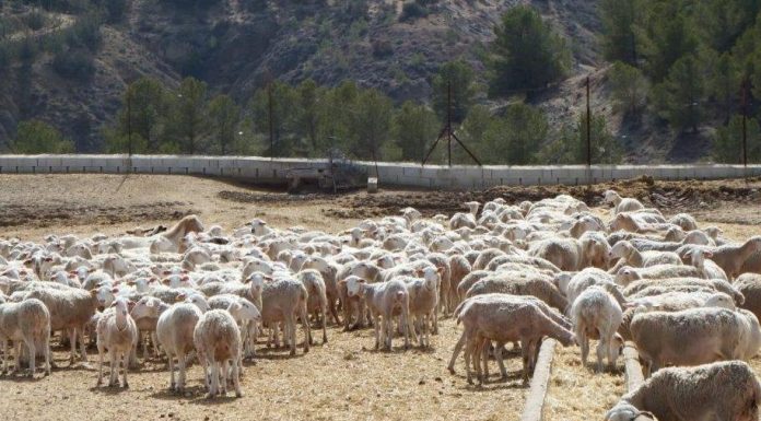 El Gobierno actualiza las medidas frente a la lengua azul: vacunación voluntaria en la Península ovejas