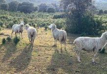 Advierte que la lengua azul en ovinos puede suponer “un golpe mortal para las zonas rurales” lengua azul