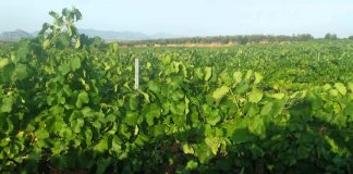 La uva para Cava se pagará entre 0,65 y 0,80 euros/kilo uva para Cava