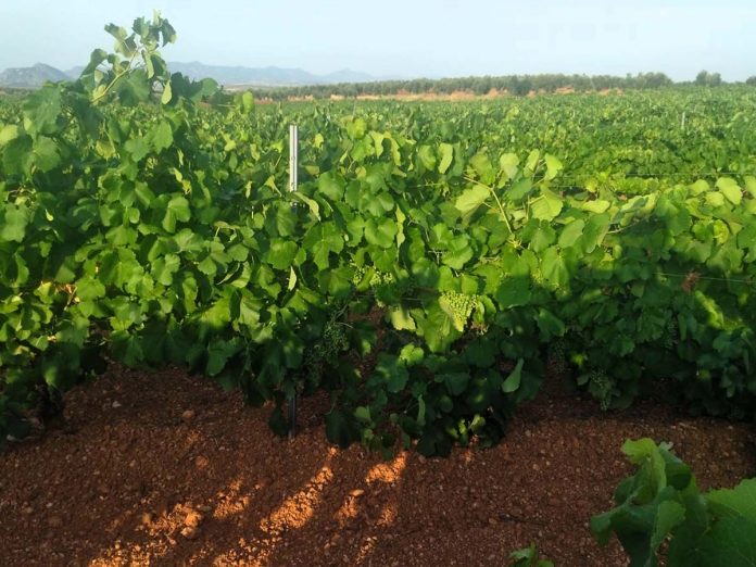 plantacion-macabeo uva para Cava