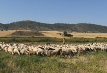 Gran impacto de la segunda oleada de la lengua azul en el ganado extremeño rebaño