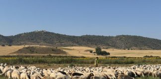 ASAJA Ciudad Real baraja actos de protesta por la falta de respuesta ante la lengua azul rebaño