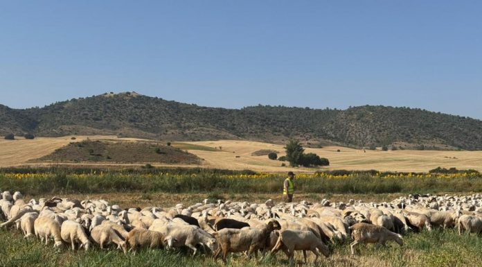 Gran impacto de la segunda oleada de la lengua azul en el ganado extremeño rebaño