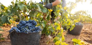Ya se vendimia la uva tinta Tempranillo en la Denominación de Origen La Mancha Tempranillo