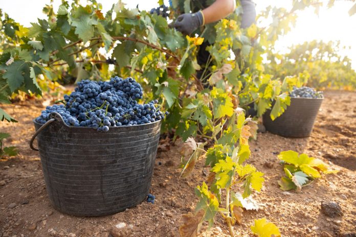 tempranillo Mancha Tempranillo