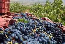 El precio de la uva en España, de los 23 céntimos/kilo de Castilla-La Mancha a los 2 euros de Galicia vendimia