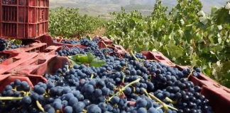 Cooperativas Agro-alimentarias de España estima una producción nacional de 31,5 millones de hectolitros de vino y mosto vendimia
