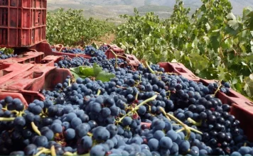 Ya hay primeras estimaciones de producción de vino y mosto en España y Castilla-La Mancha vendimia
