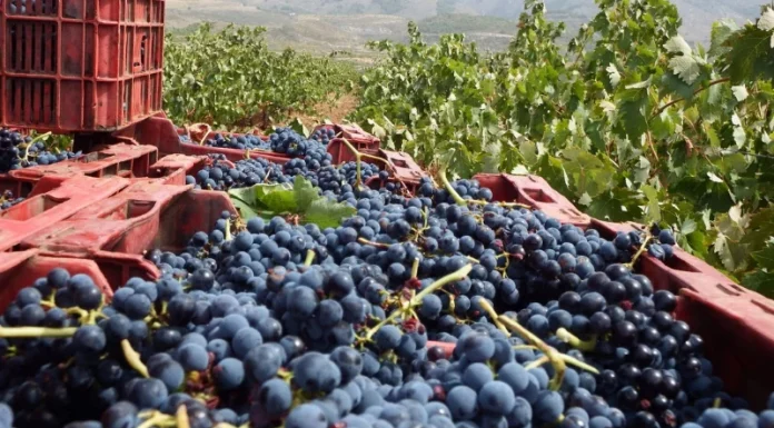 Ya hay primeras estimaciones de producción de vino y mosto en España y Castilla-La Mancha vendimia
