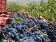 El precio de la uva en España, de los 23 céntimos/kilo de Castilla-La Mancha a los 2 euros de Galicia vendimia