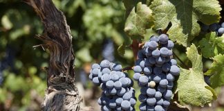 No ven buenas perspectivas para los precios de la uva de la próxima vendimia uvas