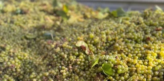Viticultores valencianos denuncian que “las bodegas del Cava pretenden hundir el precio de la uva a la mitad” uvas blancas