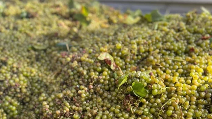 uvas blancas