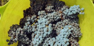 Insta a la Agencia de Información y Control Alimentario (AICA) a extremar sus actuaciones en el sector bodeguero vendimia