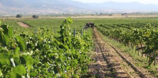 La vendimia 2025 en la Denominación de Origen La Mancha se iniciará en la segunda semana de agosto Denominación de Origen La Mancha