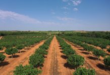 El pistacho español alcanza su madurez: más de 83.700 hectáreas, 7.500 toneladas y 200.000 empleos pistacho español