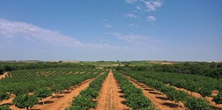 El pistacho español alcanza su madurez: más de 83.700 hectáreas, 7.500 toneladas y 200.000 empleos pistacho español